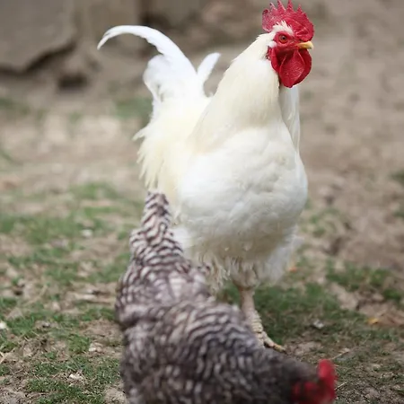 An Der Lay Kerpen (Rhineland-Palatinate)