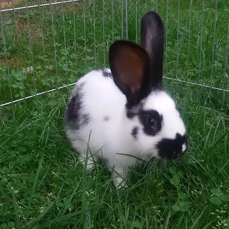 Appartement An Der Lay *