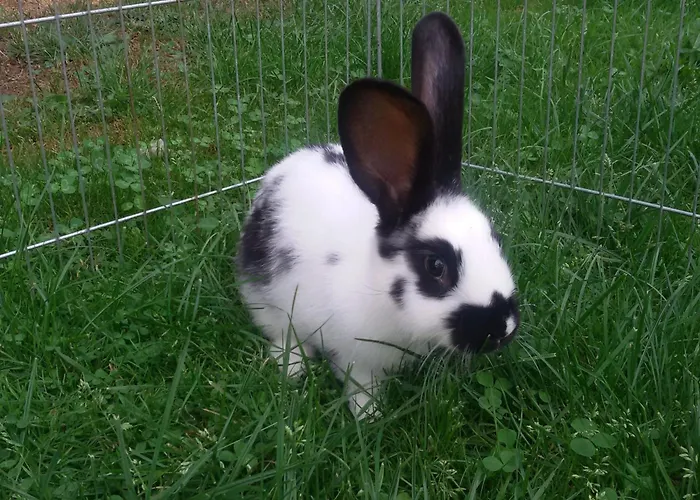 Apartment An Der Lay *